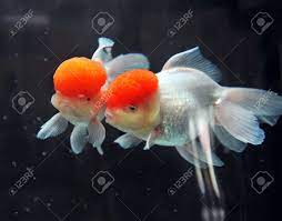 Red Cap Oranda Goldfish Close Up Stock Photo Picture And Royalty Free Image Image 13647601