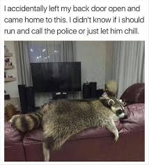 Scandalous Raccoons Will Always Make You Laugh 15 Memes Funny Animals Funny Animal Pictures Cute Animals