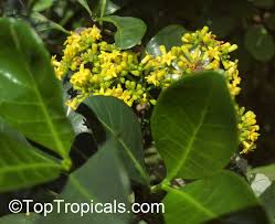 Image result for Psychotria capensis