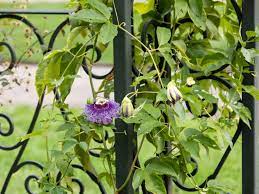 Maybe you would like to learn more about one of these? Popular Flowering And Vines And Climbers