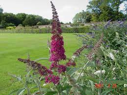 Summer Beauty Buddleja Collection