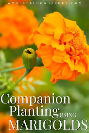 Marigold How To Care For Grow Companion Plant More Companion Planting Planting Marigolds Vegetable Garden Tips