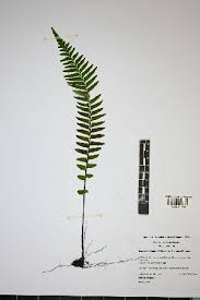 Image result for Asplenium hemitomum