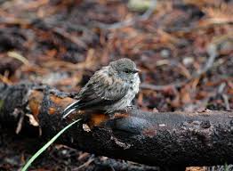 Although some pet supply companies market commercial bird shampoos, the best and safest way to bathe your bird is. What Do Birds Do When It Rains Tough Little Birds