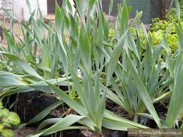 Image result for Bulbine narcissifolia