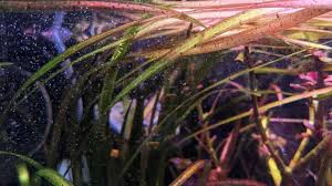 Image result for Vallisneria