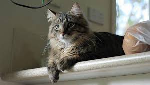 The top cat gets the top spot! How To Keep Cats Off Counters