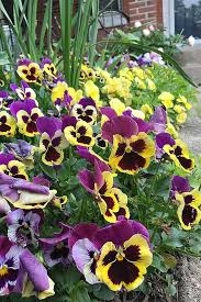 Pansies prefer places in full sun, as long as the outside temperatures do not reach scorching temperatures in the middle of summer. How To Grow Pansies And Violas For Multi Season Color Gardener S Path