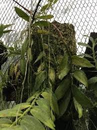 Image result for Angraecum moandense
