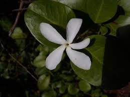 Image result for Carissa