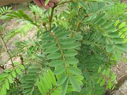 Image result for Tephrosia vogelii
