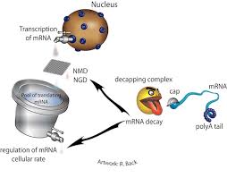 Initiation (promoters), elongation, and termination. Coupling Between Translation And Mrna Degradation In Eukaryotes Laboratoire De Biologie Structurale De La Cellule