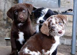 May 26, 2019 · the german shepherd lab mix, or sheprador, is a cross between a purebred german shepherd and a purebred labrador retriever. Aussiedor Labrador X Australian Shepherd Australian Shepherd Welpen Animal Room Ausgestopftes Tier