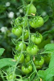 Salvia pomi fructiferi solar grădinărit case agricultură. Cultivarea Rosiilor De Gradina Casa È™i GrÄƒdina