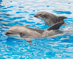 Bottlenose dolphins may breed throughout the year. Female Dolphins May Know The Joy Of Sex Thanks To A Human Like Clitoris Cbc Radio
