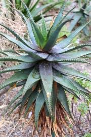 Image result for Aloe wollastonii