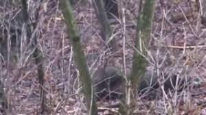 Sport, timp liber, arta » vanatoare. Vanatoare Mistreti Cele Mai Bune Faze Youtube