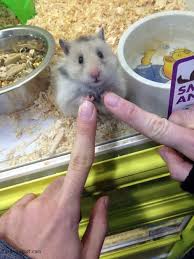 صور هامستر معلومات وانواع الهامستر Cute Animals Funny Animal Pictures Cute Hamsters