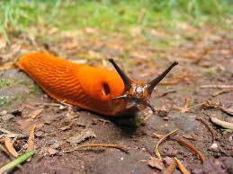 Try not to use the dust while the plant is blooming if it is a flowering plant, as the dust will also kill honey bees. How To Get Rid Of Slugs 10 Solutions The English Garden