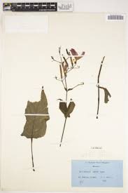 Image result for Brillantaisia madagascariensis