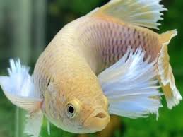 Tell me what you like or dislike about the videos. Beautiful Betta Female Dumbo Ears Betta Fish Aquarium Facebook
