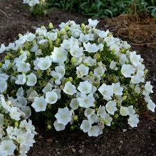 Campanula Carpatica Rapido White Perennial Resource In 2020 Landscaping With Rocks White Perennial Flowers Perennials