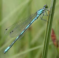 On Line Guide To The Dragonflies And Damselflies Of Britain