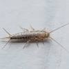 The constant moisture coming from the tub, sink and toilet create the perfect environment for bugs that thrive in and around water. Https Encrypted Tbn0 Gstatic Com Images Q Tbn And9gcrxproq Fakslhce Usjppgnwo Ixtjg9rittcmynq Usqp Cau
