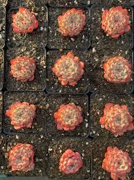 Image result for Humularia minima