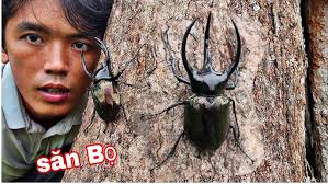 Kiến Vương 2 Sừng Bắt & Nướng Ăn Tại Chỗ