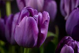 38,000+ vectors, stock photos & psd files. Purple Flowers Close Up Free Stock Photo Iso Republic