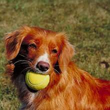 Review how much nova scotia duck tolling retriever puppies for sale sell for below. Puppyfind Nova Scotia Duck Tolling Retriever Puppies For Sale