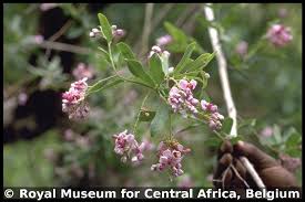 Image result for Securidaca longepedunculata