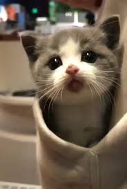 Pocket Kitten Video In 2020 Cute Baby Cats Cute Cats And Kittens Cute Baby Animals