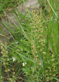 Image result for Rumex acetosella