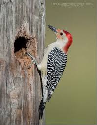 Black And White Speckled Bird With Red Head Idea By Ed Harris On Bird Birds Nature Animals Nature Photographs