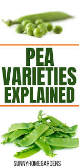 Varieties And Types Of Peas Growing Peas Growing Snow Peas Pea Plant