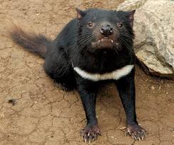 World news the way tasmanians like it! Tasmanian Devil Extinction Predicted To Catalyse Biodiversity Loss For Tasmania Conservation Articles Blogs Cj