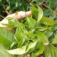 Hanya dengan merebus teh dan daun serai, maka bikin tubuhmu sehat. Pucuk Serai Kayu Sedap Buat Ulam Nasi Kerabu Laksa Laksam Shopee Malaysia
