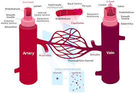 Blood vessels are vital for the body and play a key role in diabetes helping to transport glucose and insulin. Blood Vessel Wikipedia