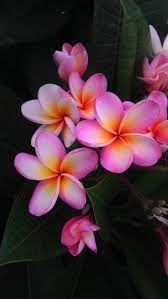 Pin On Flowers