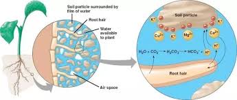 This topic describes the process by which the plants absorb water from the soil. How Do Plants Absorb Nutrients Quora