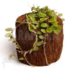 Image result for Pyrrosia