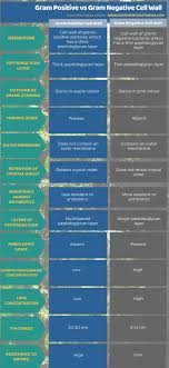 Difference Between Gram Positive And Gram Negative Cell Wall