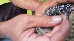 Burung ini sangat enak dan lezat ketika di olah menjadi bahan makanan, baik itu di goreng maupun di olah menjadi bahan makanan lainnya. Membongkar Sindikat Tekukur Kalung Tempuk Palsu Youtube