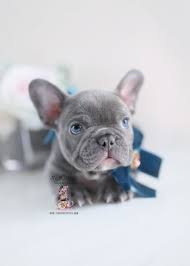 Enter your email address to receive alerts when we have new listings available for blue french bulldog puppies for sale. The Best Parrots In The World Mini Blue French Bulldog For Sale