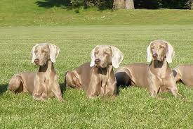 Sep 19, 2018 · the traditional weimaraner gray is actually a brown or chocolate coat that is diluted, so taupe may be a better way to describe the color. Weimaraner Dog Breed Information