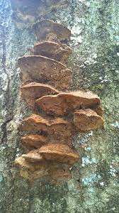 Image result for Phellinus gilvus