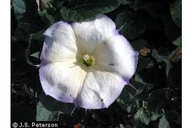 Image result for Datura inoxia
