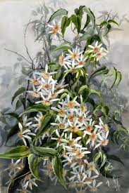 Image result for Clematis costata